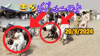 ماشاءاللہ خوبصورت بیل نیو جلسہ/20/9/2024 بیل قابو سے باہر نکل گیا 🤣😂