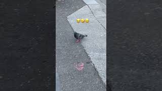 Funny bird poop 💩😂😅🤣#Shorts