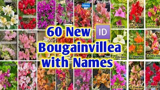 60 Beautiful Bougainvillea Orange diamond Names or 🆔s | Bougainvillea Plants 🪴🪴 #garden #paperflower