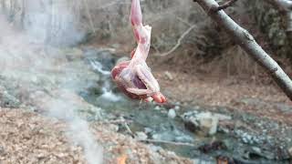 Fire cooking wild bird ( survival video bushcraft 2020 )