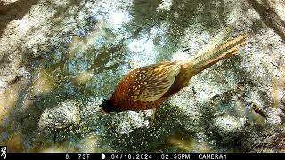 IMG 0002 Two J's Field Wildlife Camera Shots Set In Magical Cornwall.