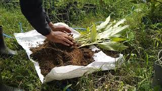 Panen Kunyit di kebun samping rumah, ternyata hasilnya lumayan juga yaa