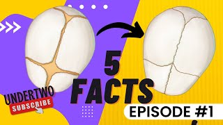 Did You Know These 5 #Facts? - EP1