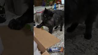 Cat bounces box