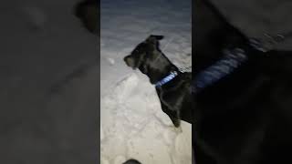 Caribbean dog in the snow