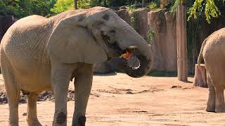 Animals Playing with Pumpkins