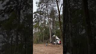 Felling a BIG pine tree