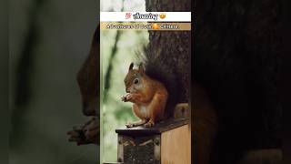 Amazing 🤩 tiny explorers Adventure into the wildlife 🥰#facts #animals #shorts #animalshorts