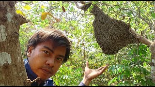 CARA SEDERHANA MENEMUKAN SARANG LEBAH HUTAN ATAU LEBAH JENIS APIS DORSATA