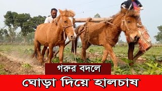 ঘোড়া দিয়ে হালচাষ ||  Land cultivation with horses