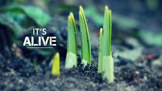 It's Alive | Stu Biegler | Grace Point Fellowship