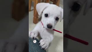 WOW, So Sweet & Adorable Puppies Cute Dogs Shorts Videos 🐶😘😘 -EPS1165 #cutenessoverload