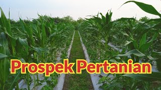 Kebun Tumpangsari Yang Produktif