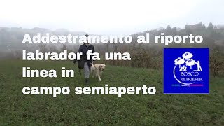 Addestramento al riporto labrador fa una linea in campo semiaperto.