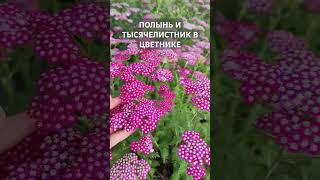 Полынь и тысячелистник в цветнике.