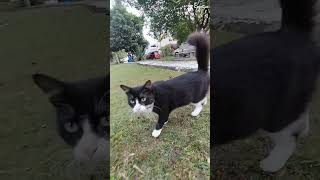 KUCING HITAM LUCU DAN CANTIK# kucing# lucu# cantik# viral