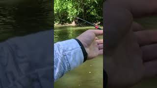 Nice creek smallmouth bass!