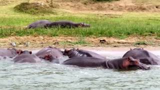 Wildlife on Uganda's Kazinga Channel: Hippos, Elephants, Nile Monitor Lizards and More