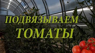 Подвязываем томаты в теплице шпагатом