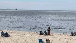 First time seeing a whale! Amazing Humpback whale on the Jersey Shore.