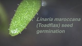 Linaria maroccana #timelapse