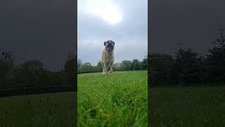 Aslan 🦁 #kangal #kangalköpeği #anatolianshepherd #anadoluçobanköpeği #dogshorts #dog #dogofyoutube