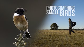 Wildlife photography: Photographing Small Birds.