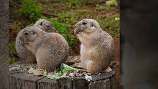 Burford Wildlife Park