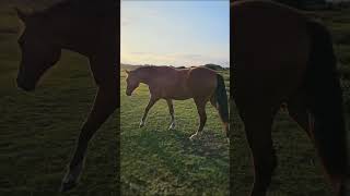 Beautiful Horse Walking into the Sunset