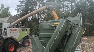 Kosimy poletko kukurydzy Farmsaatu 🌽 Najmniejsza obsada znowu najlepsza 🤔