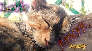 🐱😍LEILA .. RONFFFF... :-)) (: Cat Cute Sweet Relax Tortoiseshell Sleep  :)