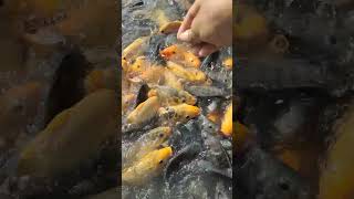 Fish Feeding in Farm Ponds #fishing #05