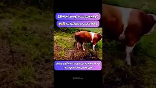 گاو تسخیرشده #جن #واقعی #ترس #اجنه #تسخیر_شدن_انسان #shortvideo