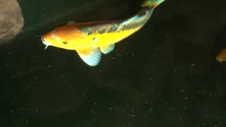 Funny Koi Carp-Crapi Koi nostimi#Acvariul din Berlin(full HD)