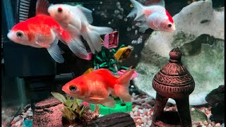 Relaxing Goldfish,Reducing Stress,anxiety & insomnia #relax #study #sleep #highlights #fishtank