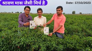 खराब समय मे मिर्च की फसल मे क्या डाले.? #chilli #farming #leafcurl