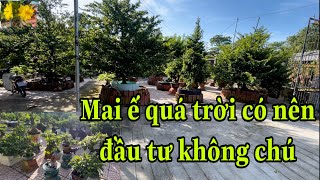 Mai ế ,mai nhiều có nên đầu tư không,chia sẻ tâm sự cùng ace chơi mai