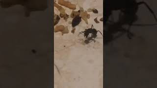 Carpenter ant soldier (not from my colony) drinks water and uses it to moisten a bread crumb