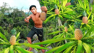 Man picks pineapple on the mountain | cook chicken for two dog - Eating delicious