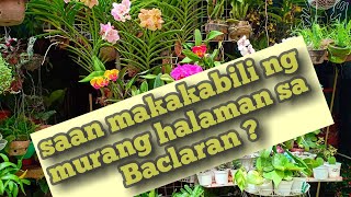 Saan makakabili ng murang Halaman sa Baclaran ? #plantita #plantito