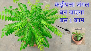 कड़ी पत्ता जुंगल बन जाएगा बस 1 काम करें / Curry Plant How To Grow and Care / Curry Patta Plant Care