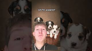 #puppies #cute #love #animals #subscribe #viralvideo #shortvideo #shorts