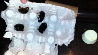 Dubia Roaches: Simple set-up