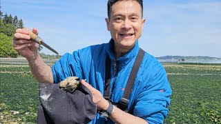 Learning how to shuck an oyster - very easy @Tolmie State Park, Olympia, Washington - PNW