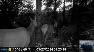 Elk Herd at Night in Front of Our Trail Camera