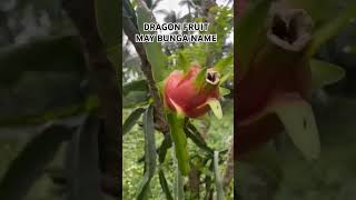 MAY BUNGA NA DRAGON FRUIT SA HARAP NG BAHAY #dragonfruit #viral #shortvideo #shorts #youtubeshorts