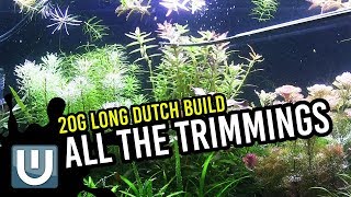 All the Trimmings | 20g Dutch Style | Week 5 Update: