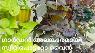 സ്വീറ്റ് പൊട്ടറ്റോ വൈൻ കെയർ ടിപ്സ് | Sweet potato vine care tips