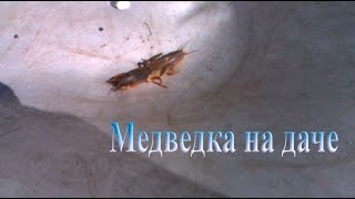 Медведка на даче