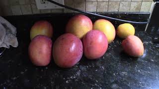 My LAST Mango Harvest of the Year! 🥭🥭🥭| #gardening #mango